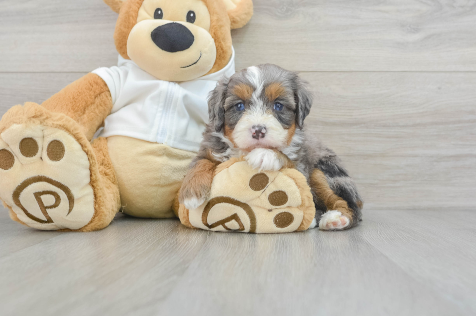 5 week old Mini Bernedoodle Puppy For Sale - Seaside Pups