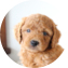 Mini Goldendoodle Puppy For Sale - Seaside Pups