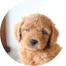 Mini Goldendoodle Puppies For Sale - Seaside Pups