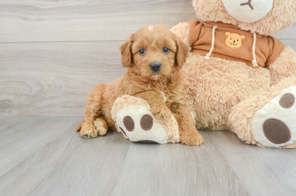 5 week old Mini Goldendoodle Puppy For Sale - Seaside Pups