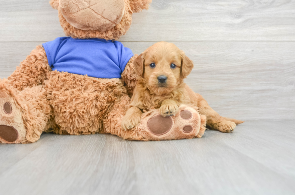 7 week old Mini Goldendoodle Puppy For Sale - Seaside Pups