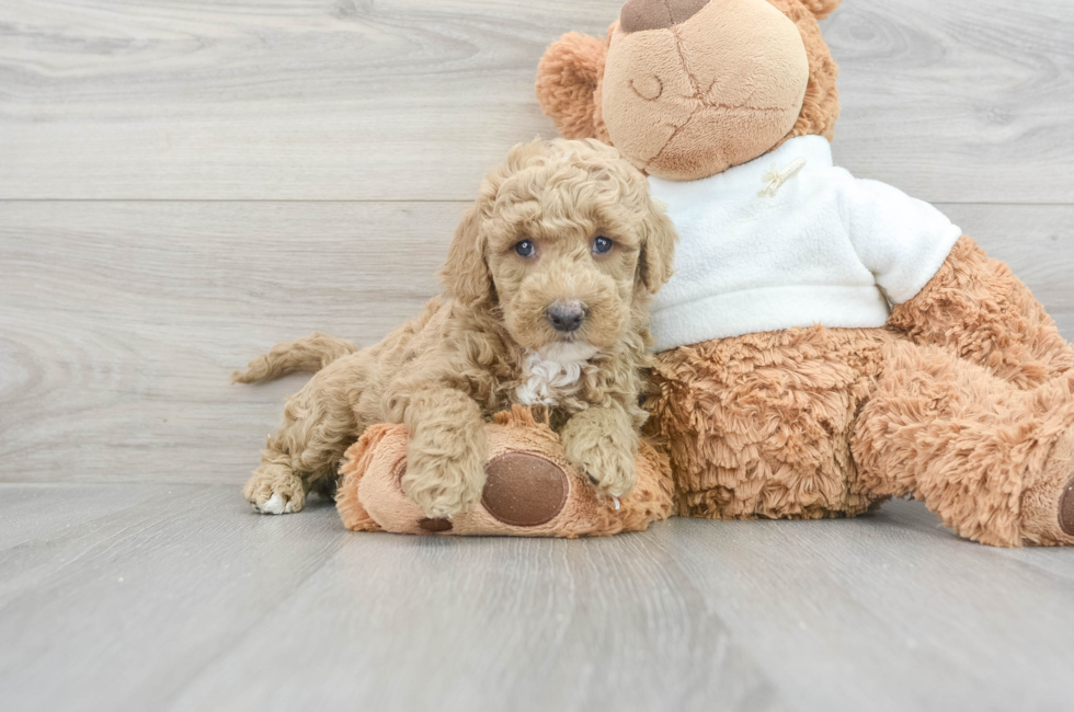 8 week old Mini Goldendoodle Puppy For Sale - Seaside Pups
