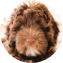 Mini Portidoodle Puppy For Sale - Seaside Pups