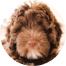 Mini Portidoodle Puppies For Sale - Seaside Pups