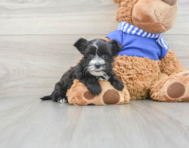 9 week old Morkie Puppy For Sale - Seaside Pups