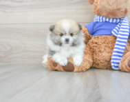 9 week old Pomeranian Puppy For Sale - Seaside Pups