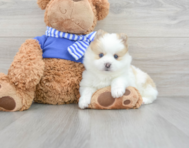 9 week old Pomsky Puppy For Sale - Seaside Pups