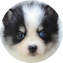 Pomsky Puppy For Sale - Seaside Pups