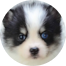 Pomsky Puppies For Sale - Seaside Pups
