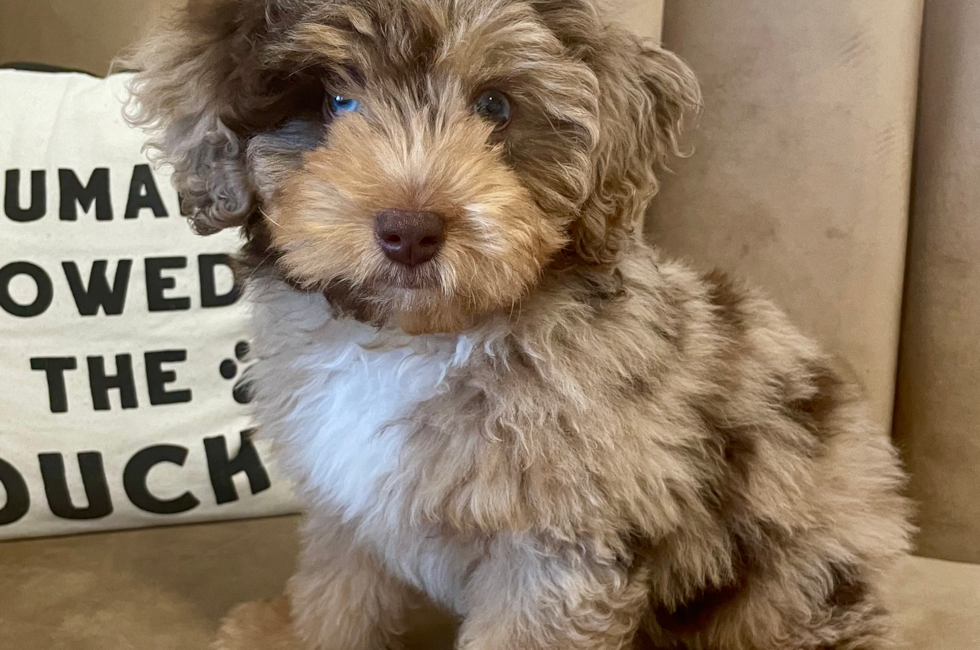 13 week old Poodle Puppy For Sale - Seaside Pups