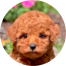 Poodle Puppies For Sale - Seaside Pups