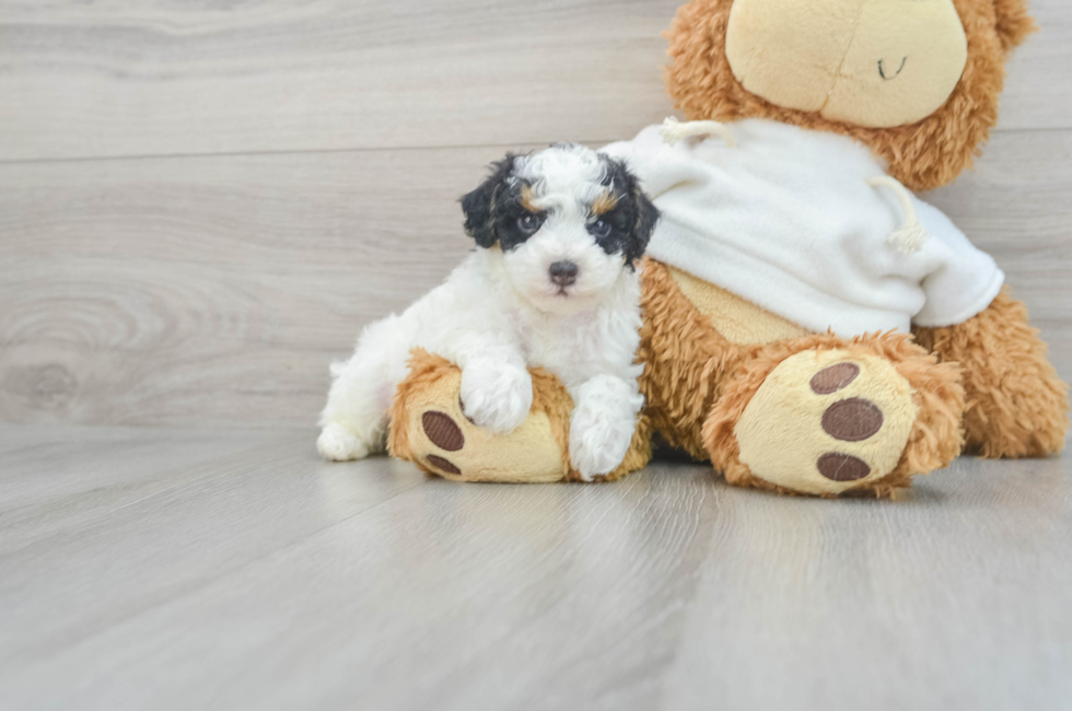 7 week old Poodle Puppy For Sale - Seaside Pups