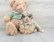 13 week old Poodle Puppy For Sale - Seaside Pups