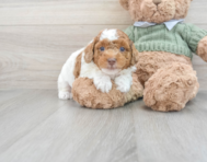 8 week old Poodle Puppy For Sale - Seaside Pups