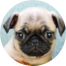 Pug Puppy For Sale - Seaside Pups