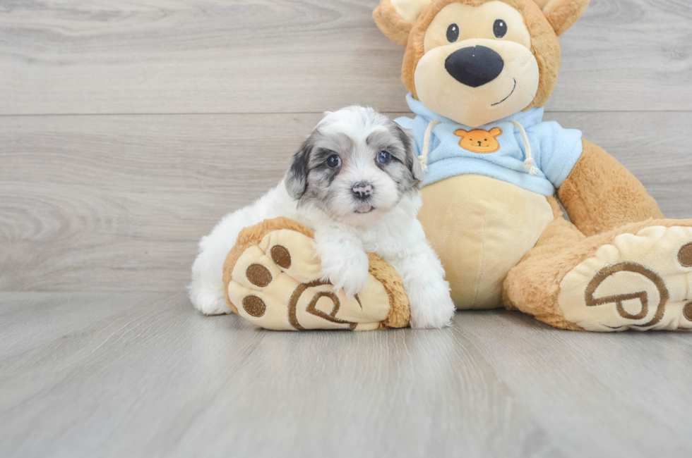 12 week old Shih Poo Puppy For Sale - Seaside Pups