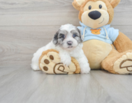 12 week old Shih Poo Puppy For Sale - Seaside Pups