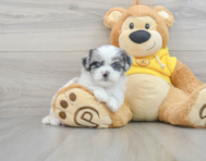9 week old Shih Poo Puppy For Sale - Seaside Pups