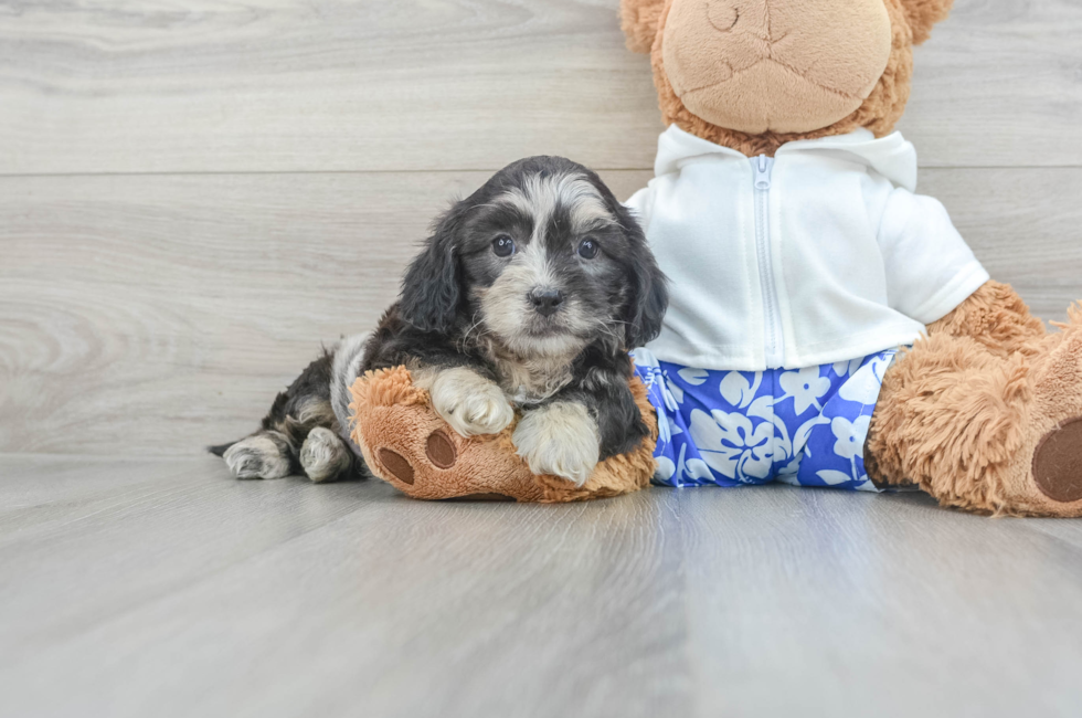10 week old Shih Poo Puppy For Sale - Seaside Pups