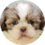 Shih Tzu Puppy For Sale - Seaside Pups