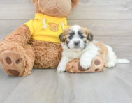 11 week old Teddy Bear Puppy For Sale - Seaside Pups