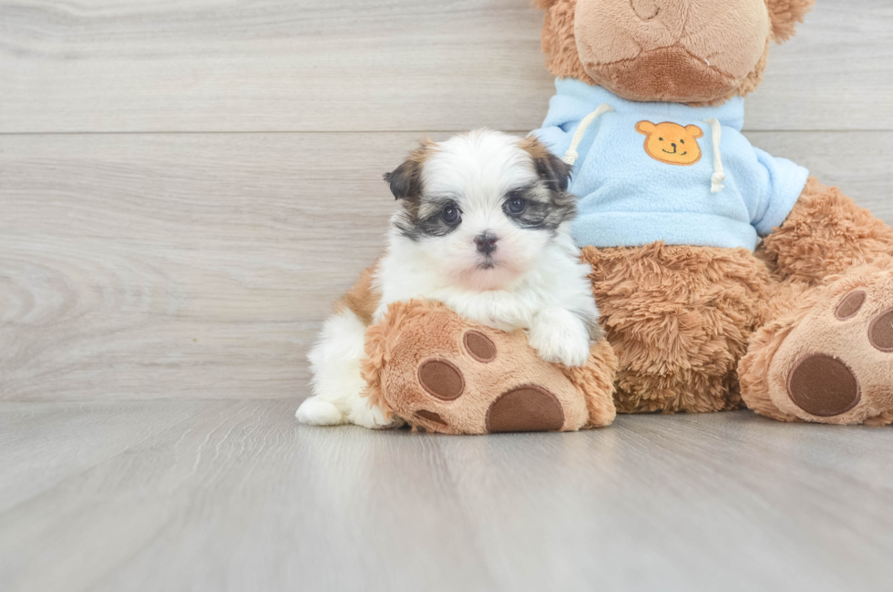 5 week old Teddy Bear Puppy For Sale - Seaside Pups