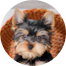 Yorkshire Terrier Puppy For Sale - Seaside Pups