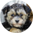 Yorkie Chon Puppy For Sale - Seaside Pups